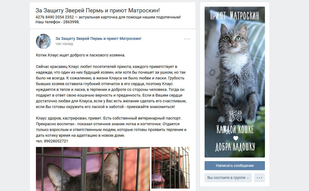 Сообщество движение «За защиту зверей» и приюта «Матроскин» Вконтакте. Снимок экрана